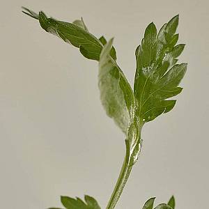 Beauty of Joseon - Matte Sun Stick Mugwort + Camelia - Αντηλιακό Stick Προσώπου και Σώματος SPF50 - 18gr